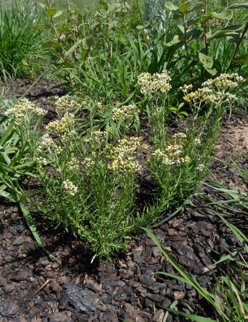 Helichrysum athrixiifolium photo 6