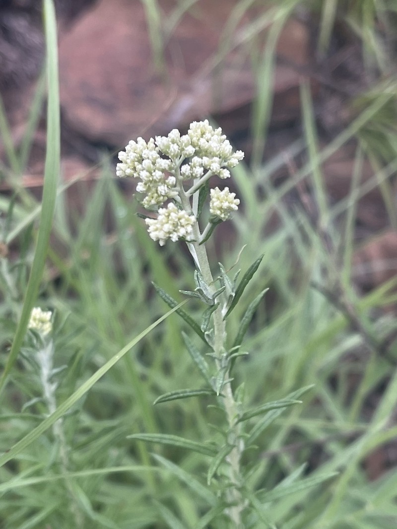 Helichrysum athrixiifolium photo 7