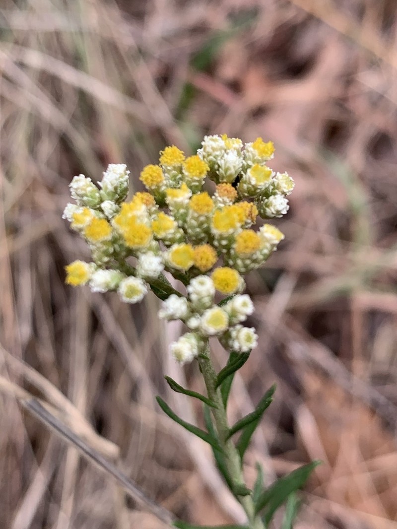 Helichrysum athrixiifolium photo 8