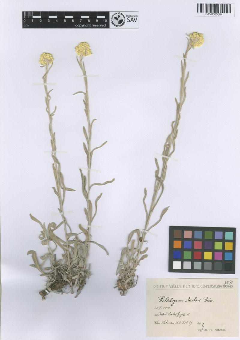 Helichrysum aucheri