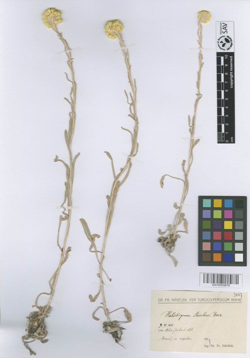 Helichrysum aucheri photo 3