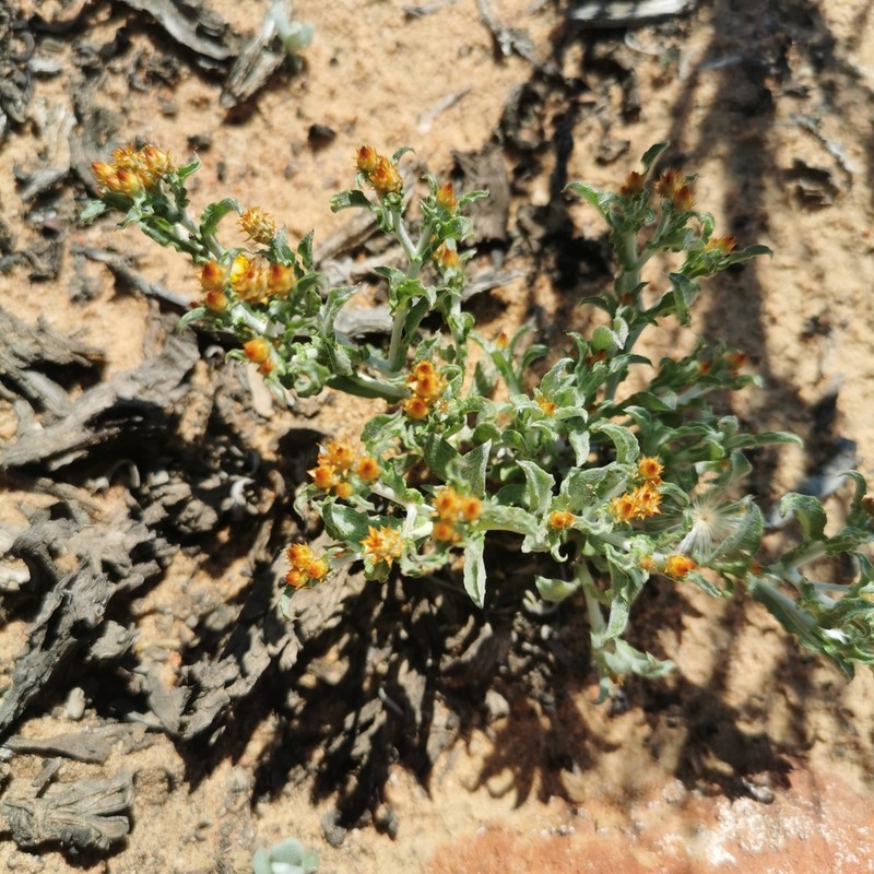 Helichrysum aureofolium photo 2