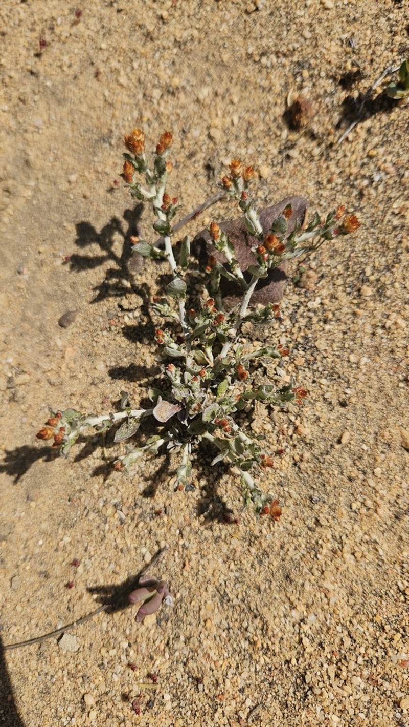 Helichrysum aureofolium photo 3