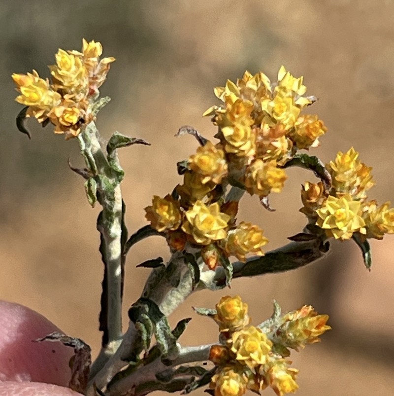 Helichrysum aureofolium photo 4