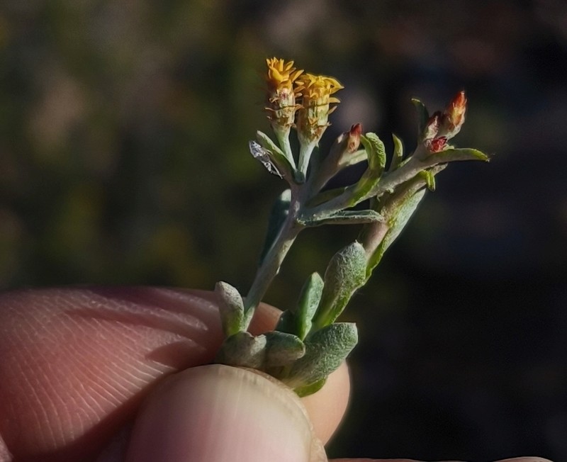 Helichrysum aureofolium photo 5