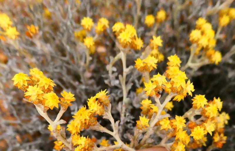 Helichrysum aureofolium photo 6