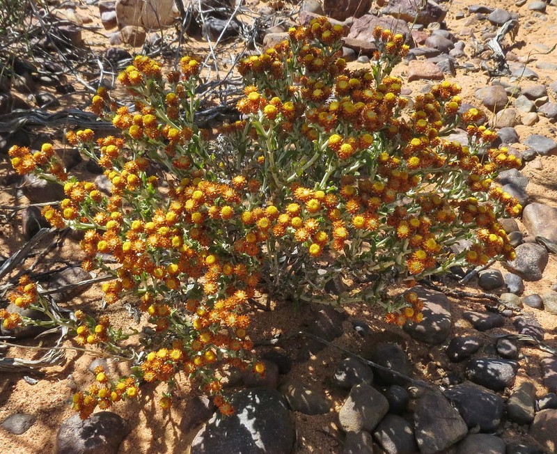 Helichrysum aureofolium photo 7