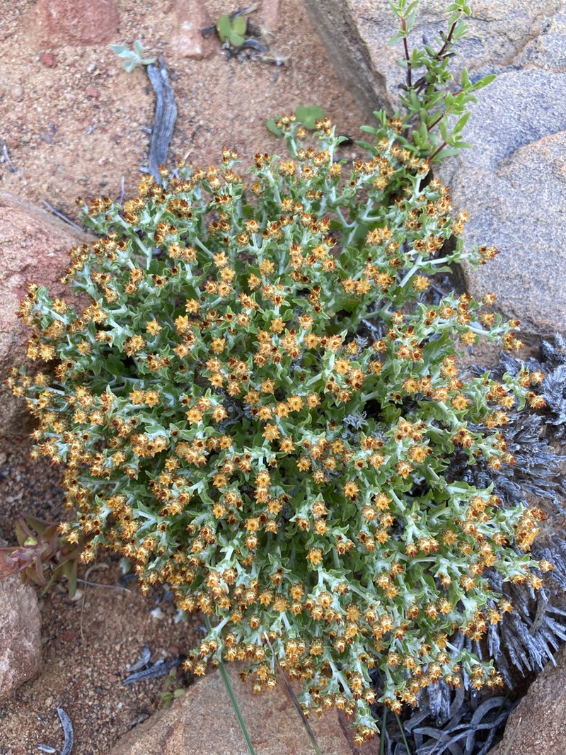 Helichrysum aureofolium photo 8