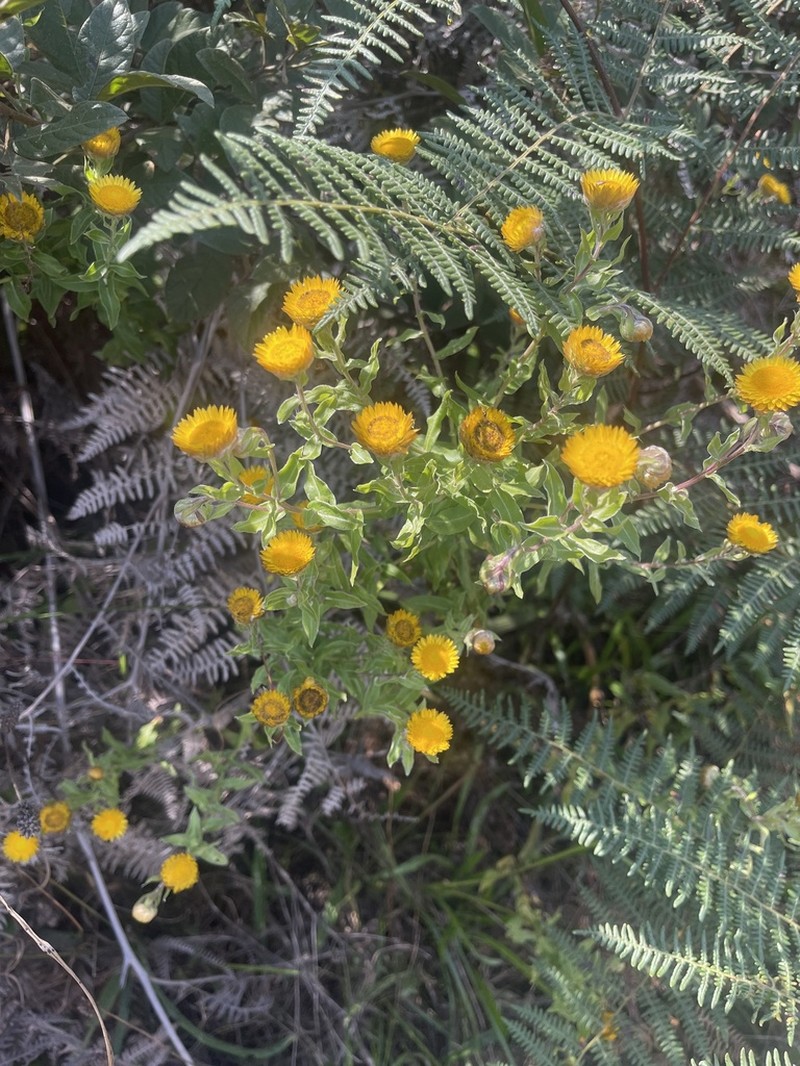 Helichrysum aureolum