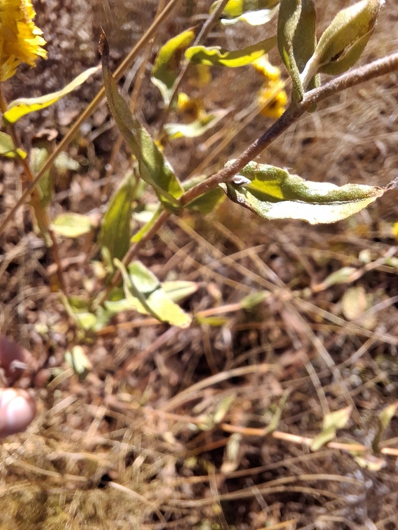 Helichrysum aureolum photo 2