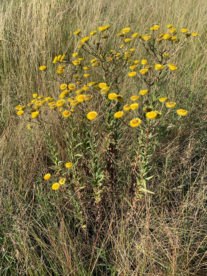 Helichrysum aureolum photo 3
