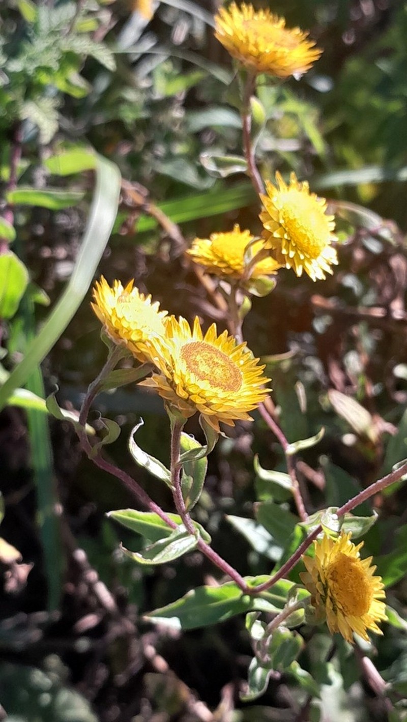 Helichrysum aureolum photo 4