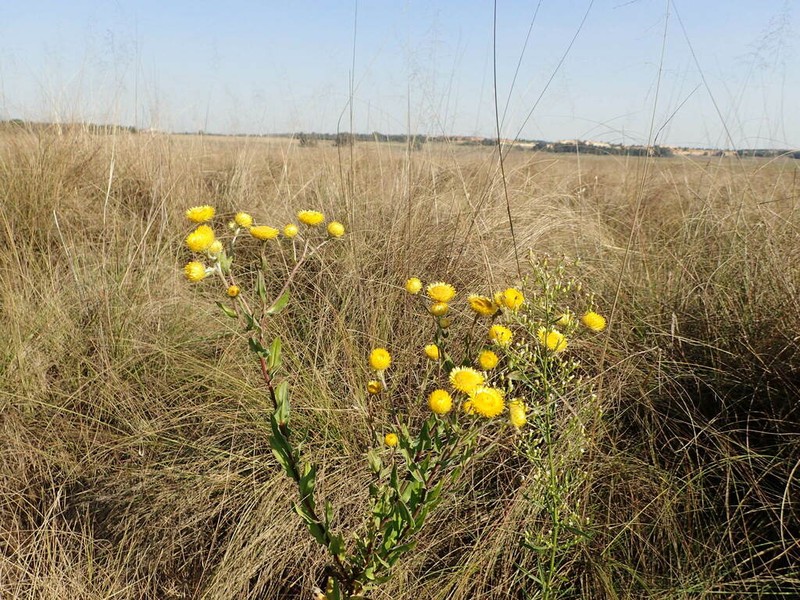 Helichrysum aureolum photo 5