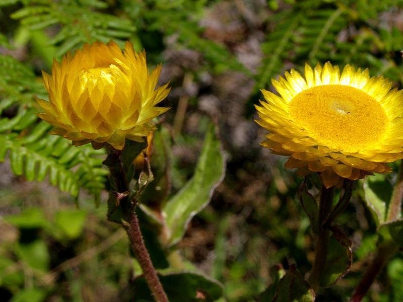 Helichrysum aureolum photo 6