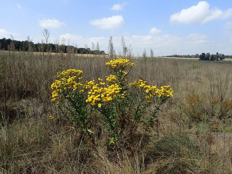 Helichrysum aureolum photo 7