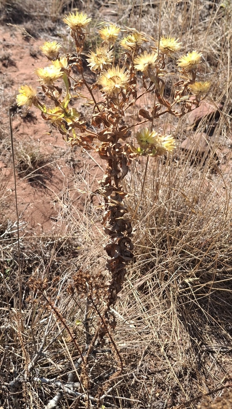 Helichrysum aureolum photo 8