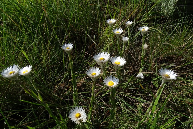 Helichrysum aureum