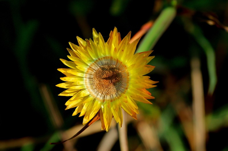Helichrysum aureum photo 2