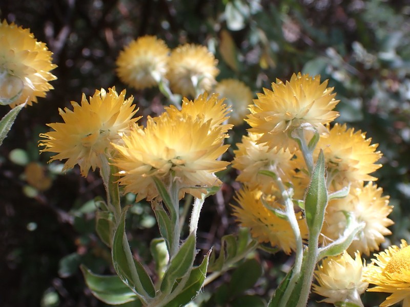 Helichrysum aureum photo 3