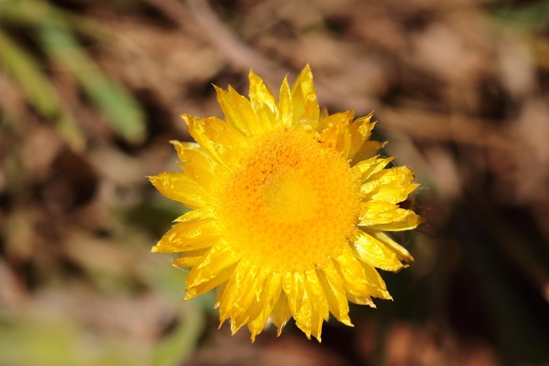 Helichrysum aureum photo 4