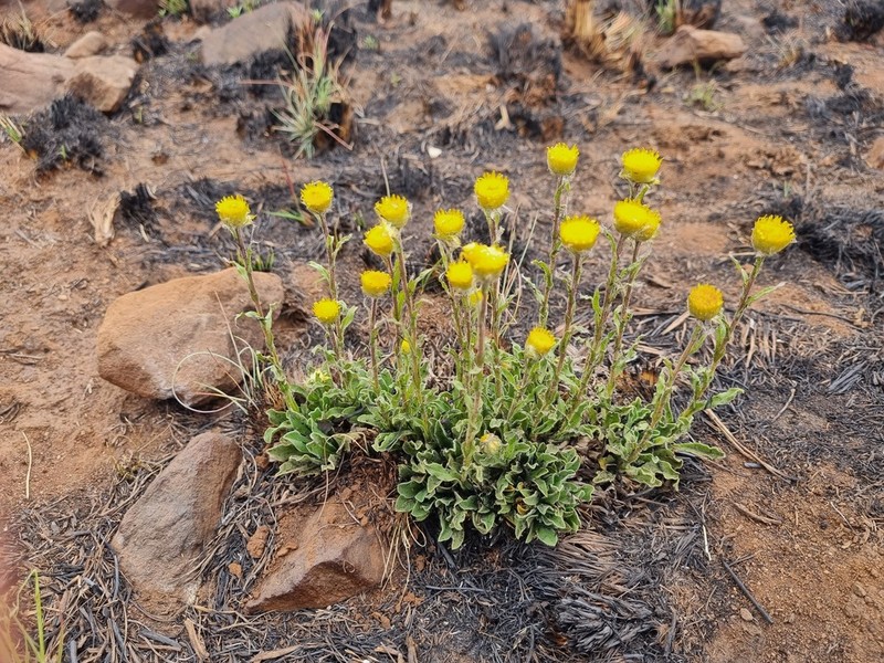 Helichrysum aureum photo 5