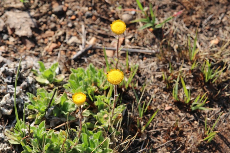 Helichrysum aureum photo 6