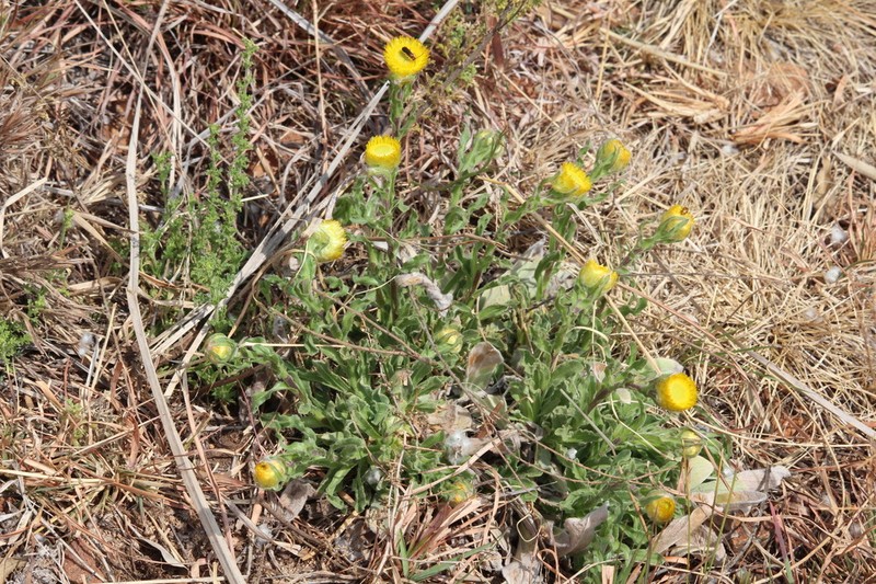 Helichrysum aureum photo 7