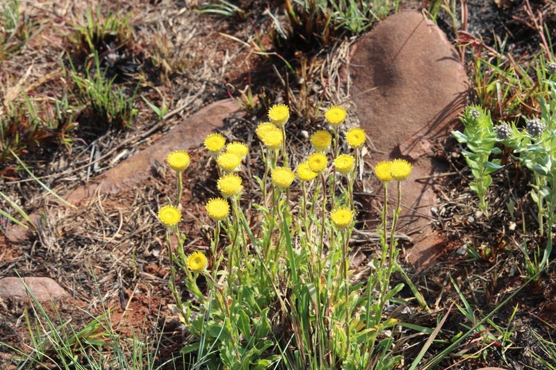 Helichrysum aureum photo 8