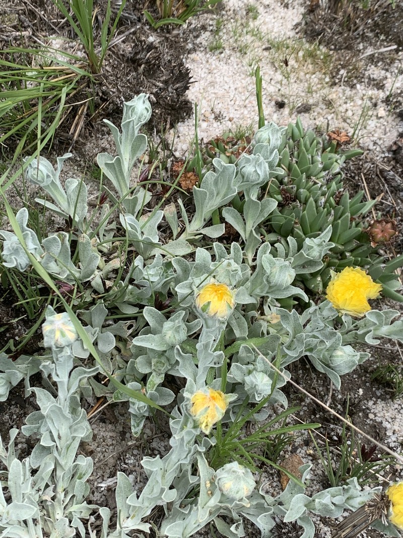 Helichrysum aureum var. argenteum