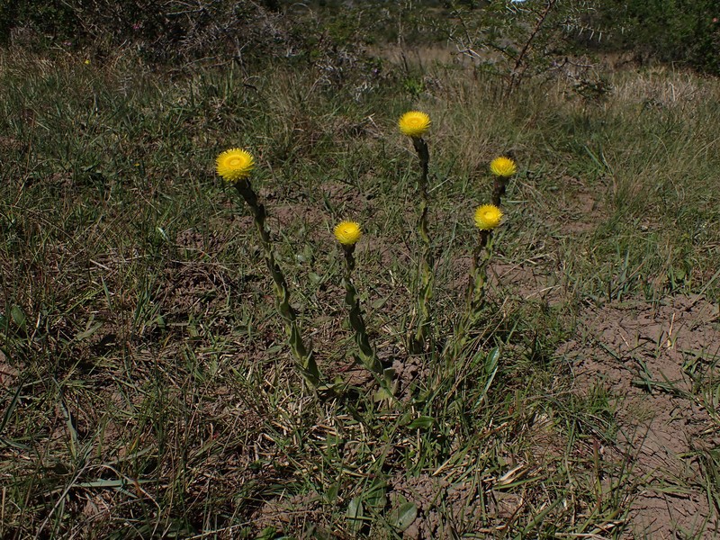 Helichrysum aureum var. aureum