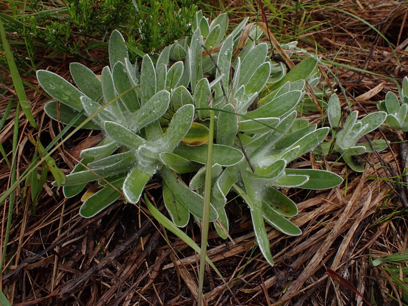 Helichrysum aureum var. aureum photo 2