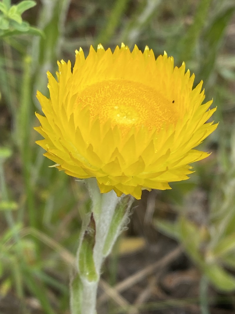 Helichrysum aureum var. aureum photo 3