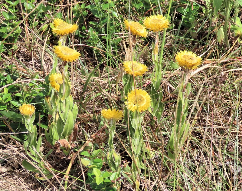 Helichrysum aureum var. aureum photo 4
