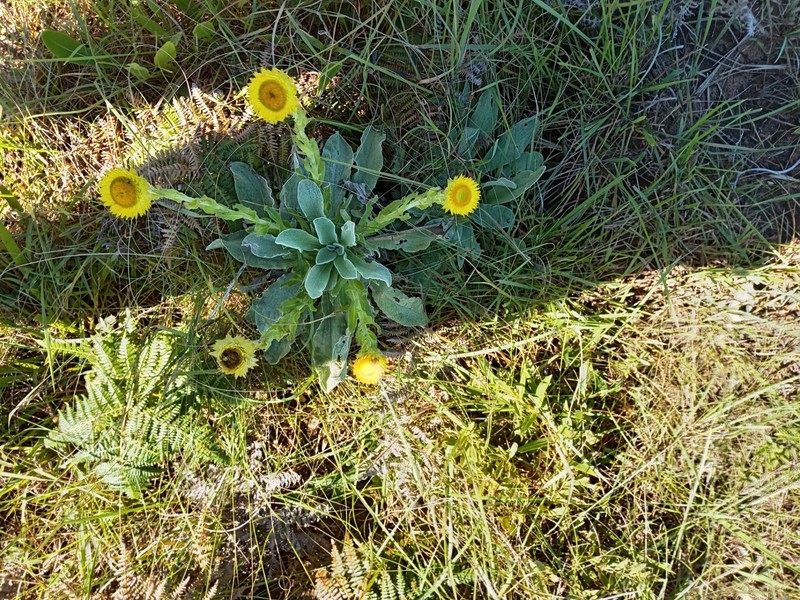 Helichrysum aureum var. monocephalum
