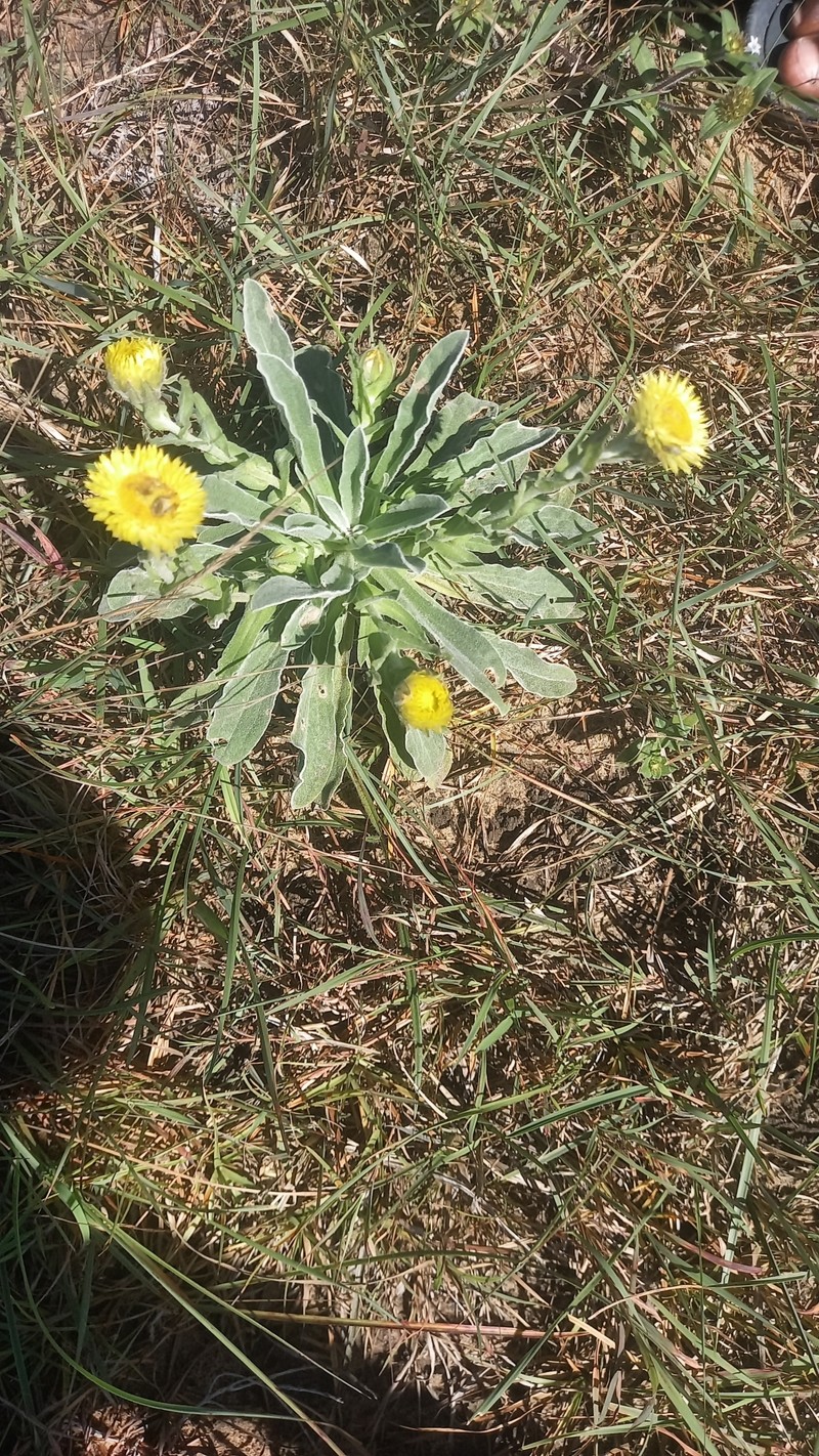 Helichrysum aureum var. monocephalum photo 2