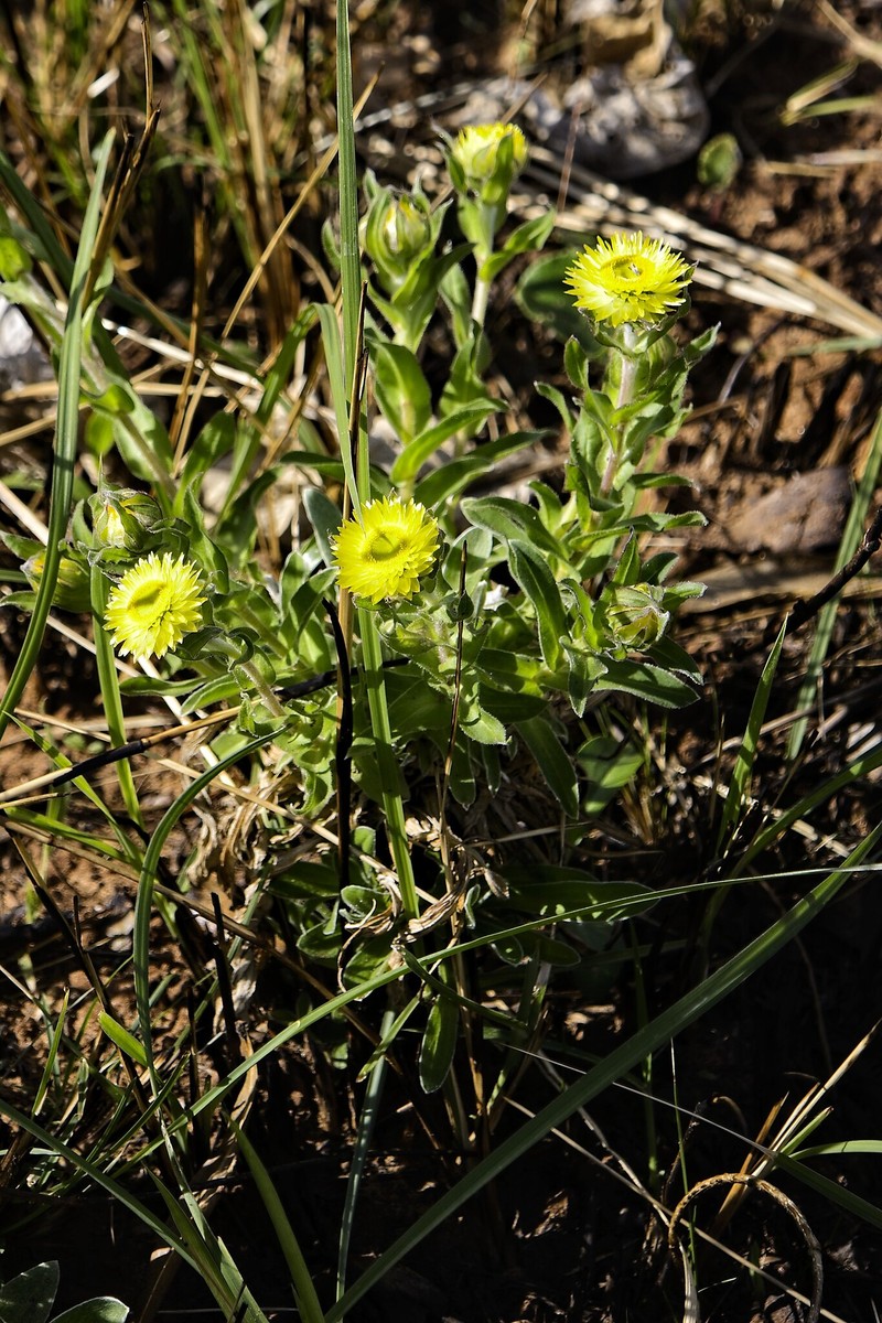 Helichrysum aureum var. monocephalum photo 3