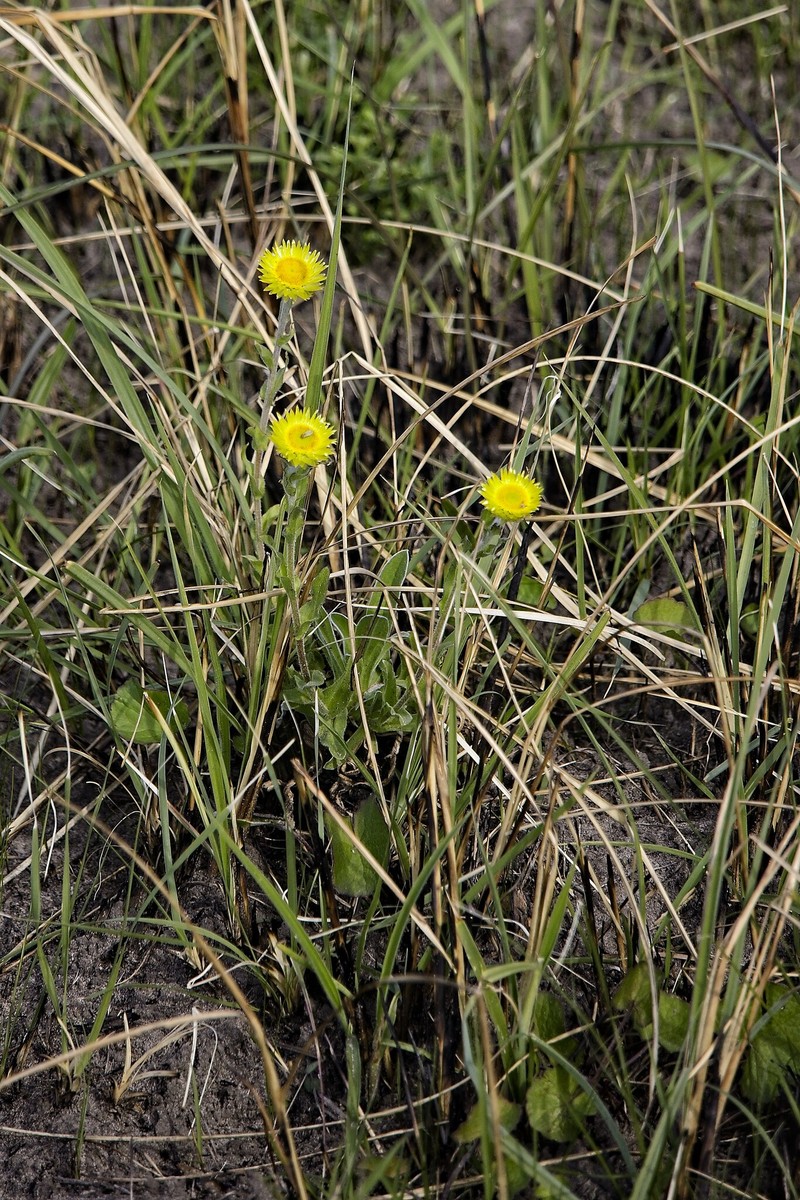 Helichrysum aureum var. monocephalum photo 4