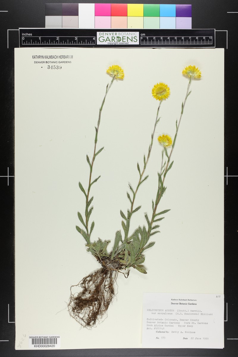 Helichrysum aureum var. scopulosum