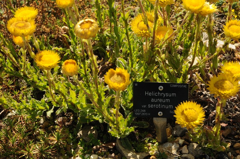 Helichrysum aureum var. serotinum
