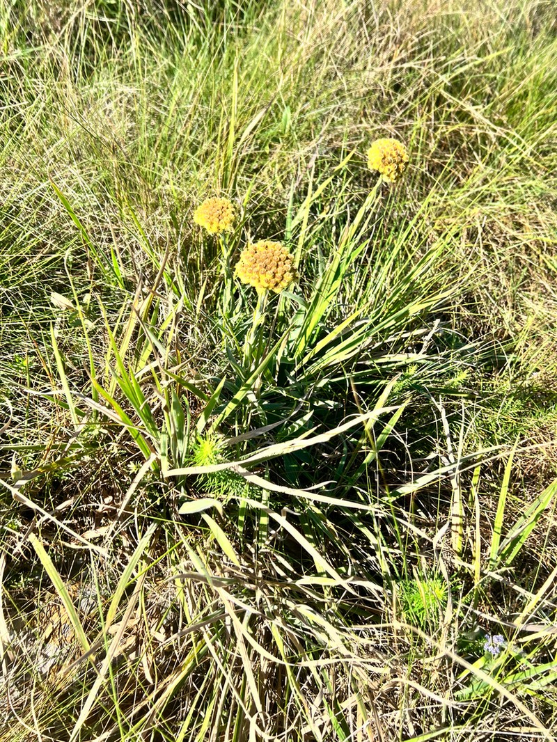 Helichrysum auriceps