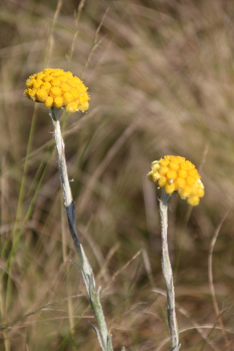Helichrysum auriceps photo 2