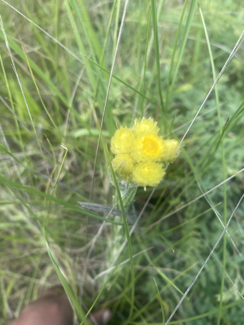Helichrysum auriceps photo 3