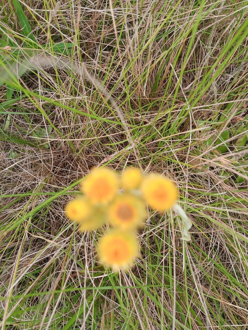 Helichrysum auriceps photo 4
