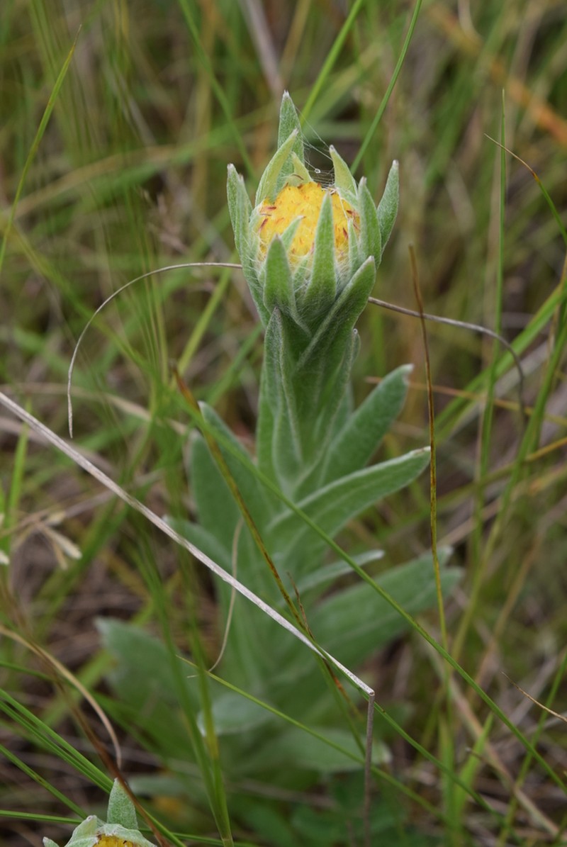 Helichrysum auriceps photo 5