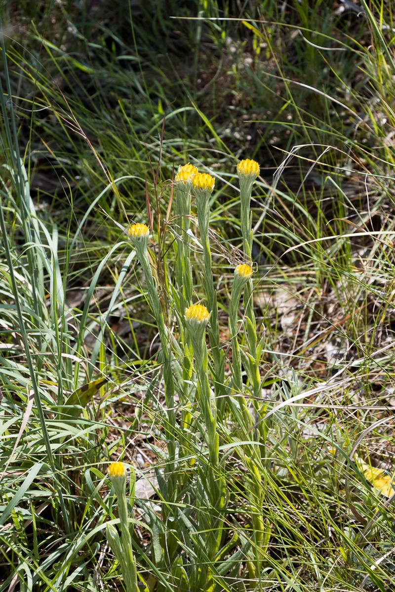 Helichrysum auriceps photo 6