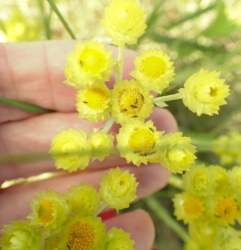 Helichrysum auriceps photo 7