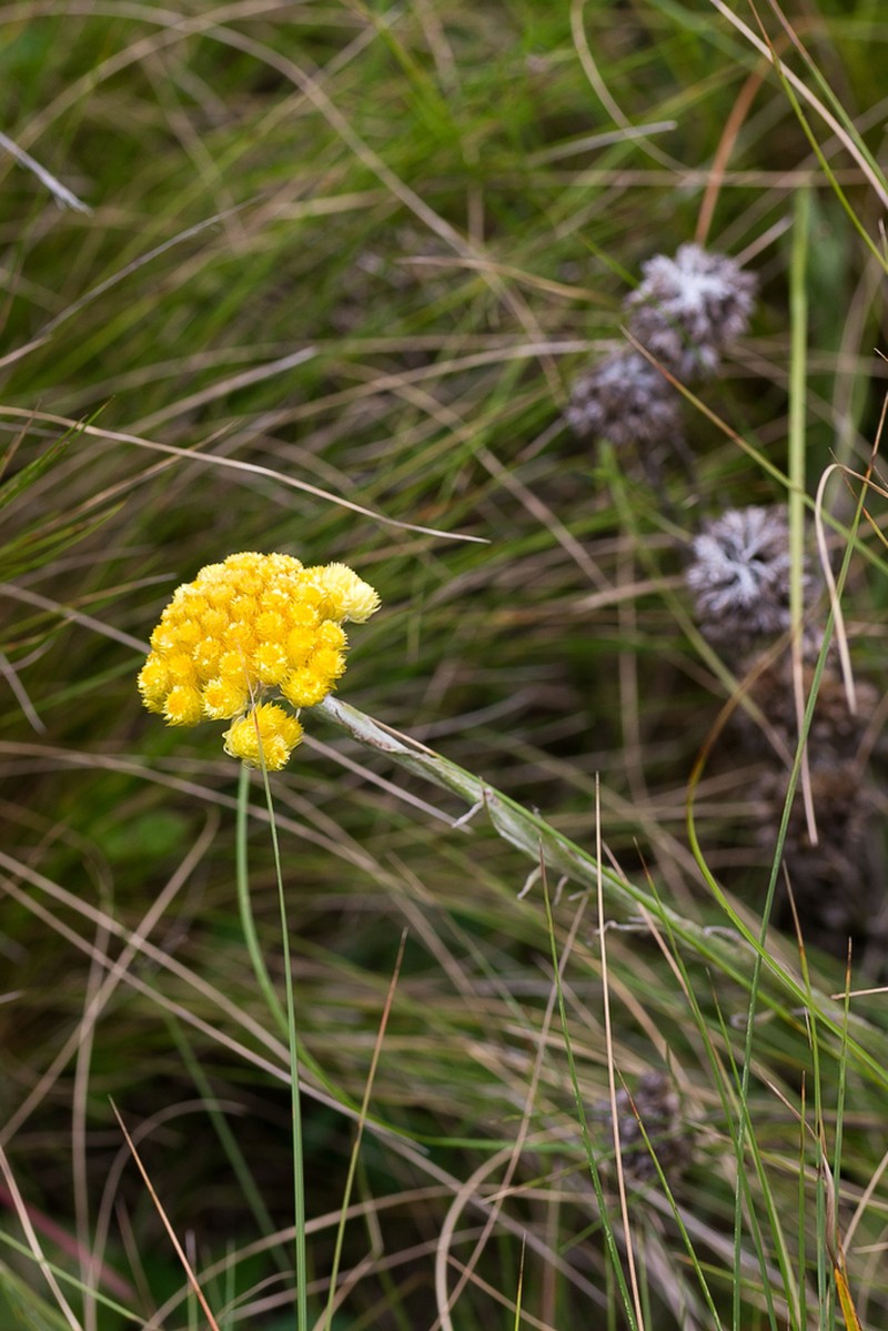 Helichrysum auriceps photo 8
