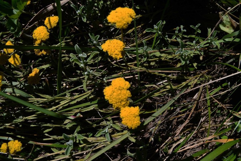 Helichrysum auronitens