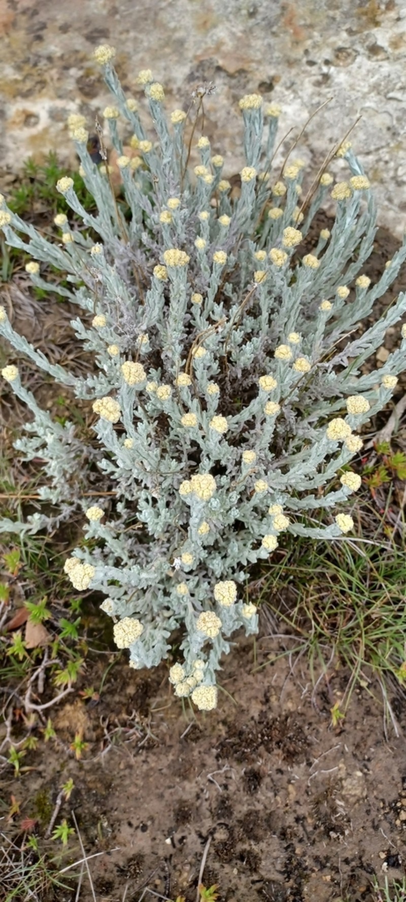 Helichrysum auronitens photo 2