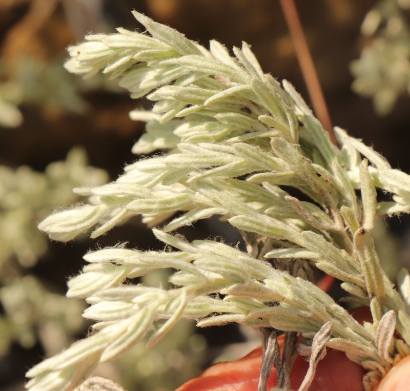 Helichrysum auronitens photo 3